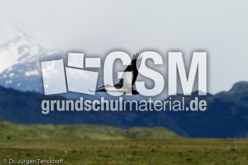 Schwarzzügelibis (7 von 15).jpg